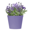 planten